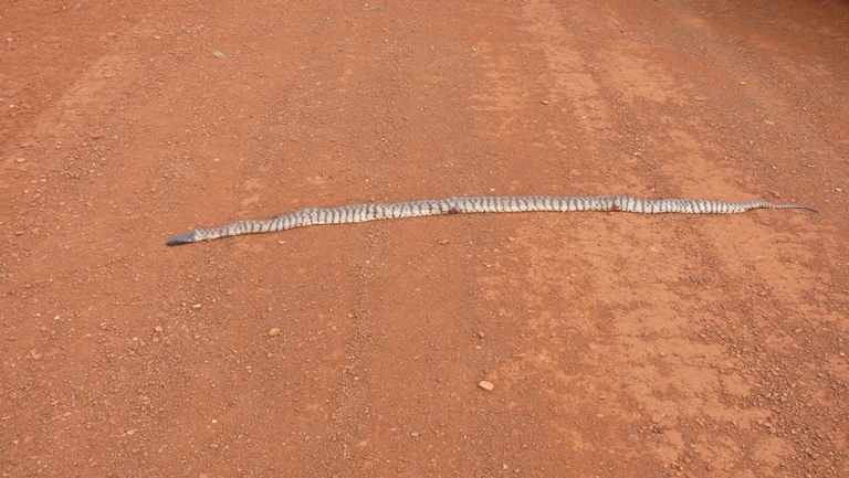 Phyton